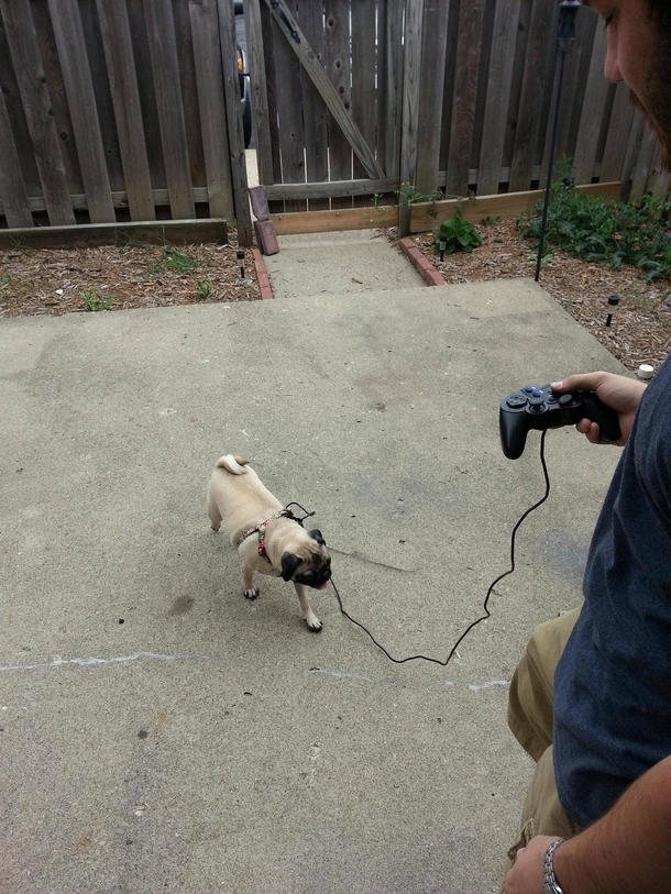 My friend couldnt find a leash for his dog We improvised