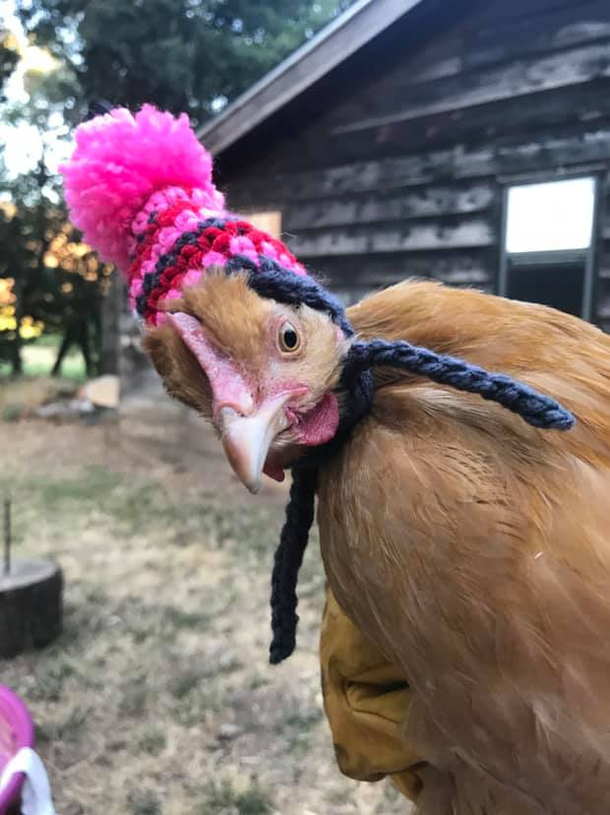 My friend got hats for her moms chickens