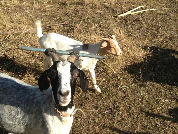 My friend had to duct tape a bar to this goats head so it wouldnt keep getting stuck in the fence x-post raww was told you would enjoy