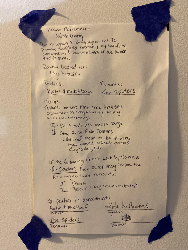 My friend has a roommate agreement with the spiders in her home