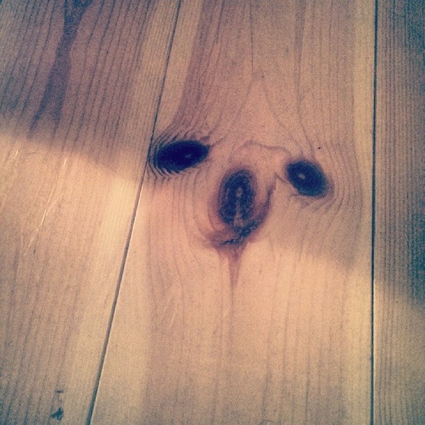 My friend has a sloth on his wooden floor