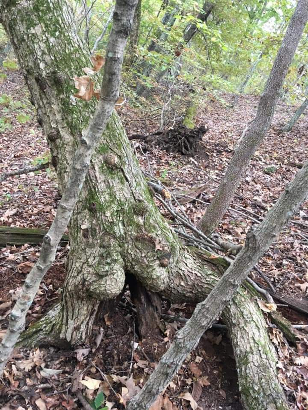My friend is a forester and caught a tree at an awkward moment yesterday