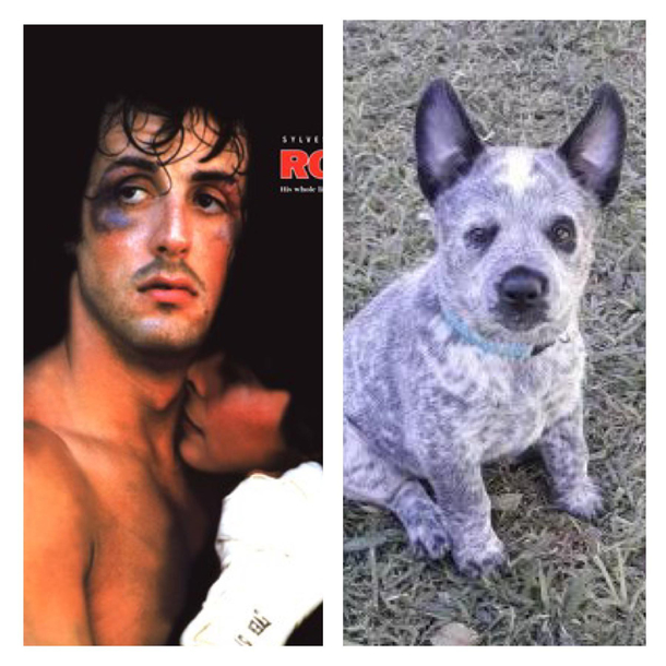 My friend is getting a new puppy and I swear to god if he doesnt name this dog Rocky our friendship is over