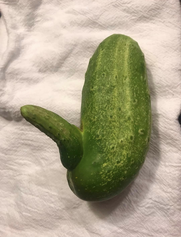 My friend is growing male cucumbers