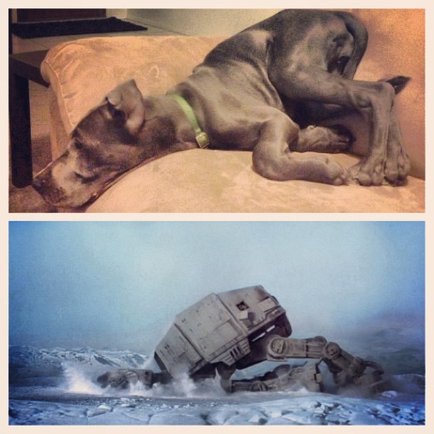My friend is having a Star Wars marathon with her dog and posted this