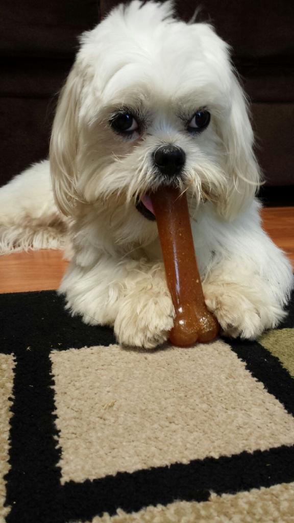 My friend just sent me this pic of her dog with a caption on a scale of  to whore how bad is this