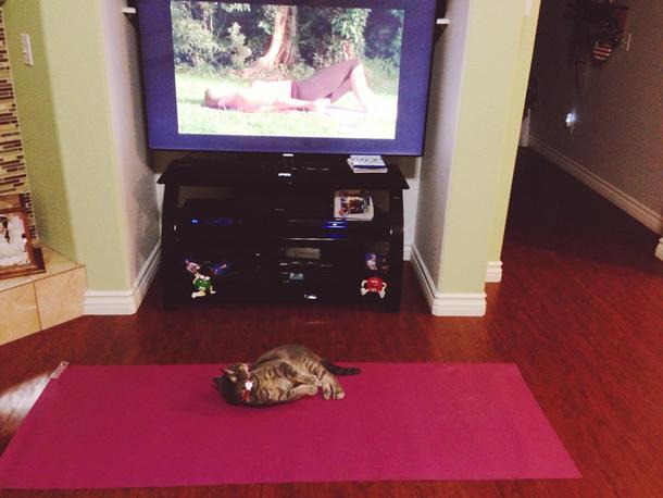 My friend left her cat alone with the yoga equipment