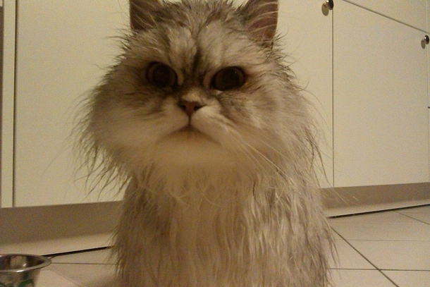 My friend left her cat outside