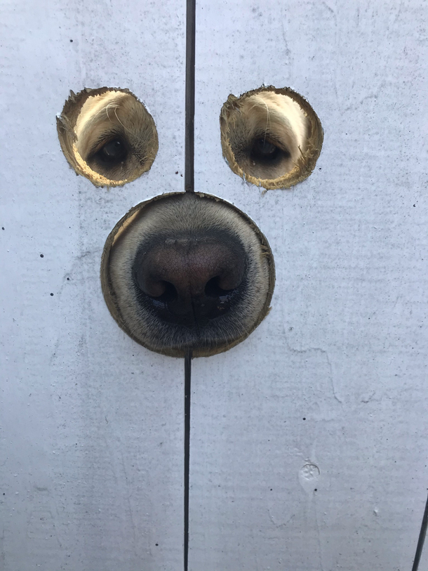 My friend made holes in his gate so Gus the Labrador can see and sniff