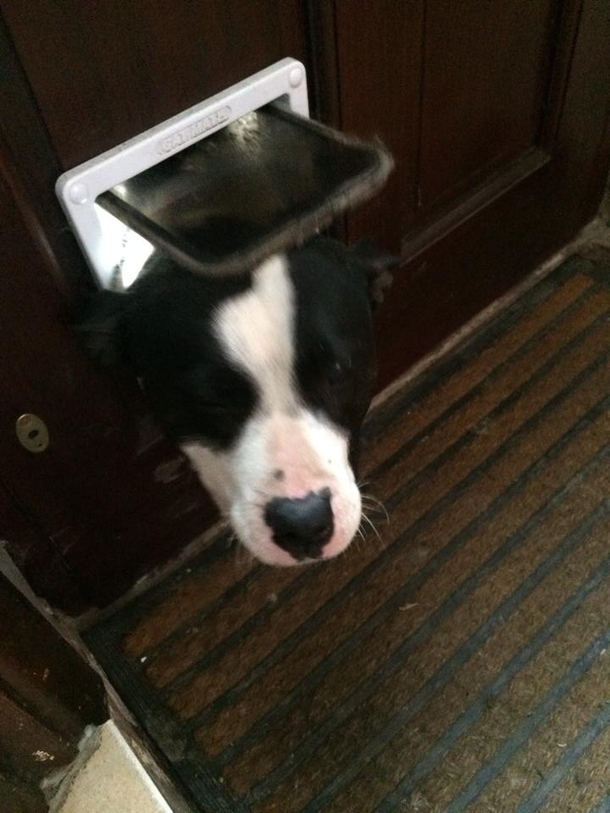 My friend owns nine cats Almost every morning he is greeted by the neighbours dog