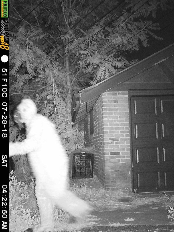 My friend played a prank on his girlfriend She has a night vision motion-activated camera setup in a quest to treat a sick coyote She checks the footage every morning religiously He rented a Sasquatch outfit and walked around the camera at  am
