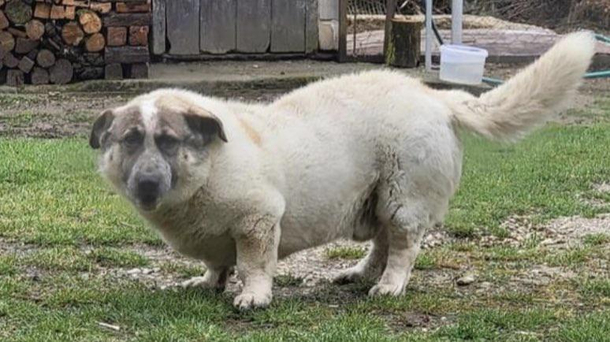 My friend posted his dog something doesnt add up