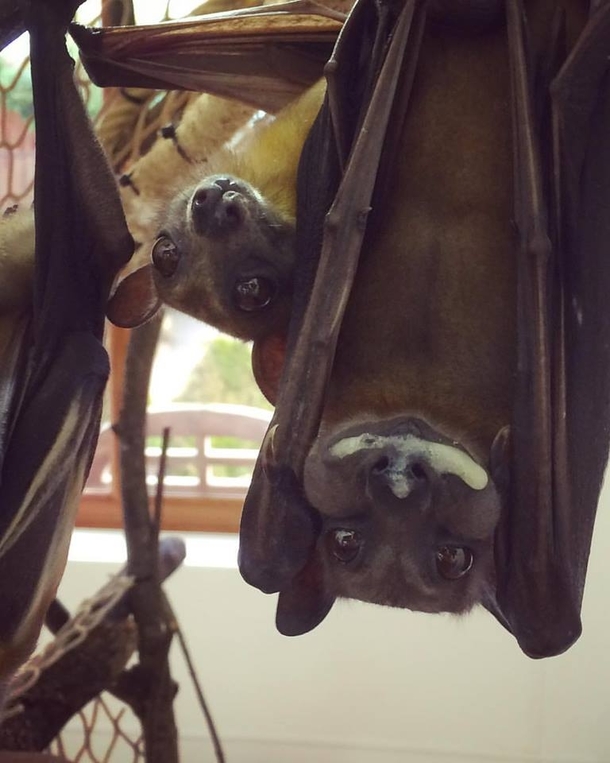 My friend works at a zoo and gets the best photos