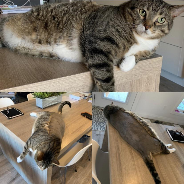 My friends cat had mats on his back so she shaved them off but left him looking like this