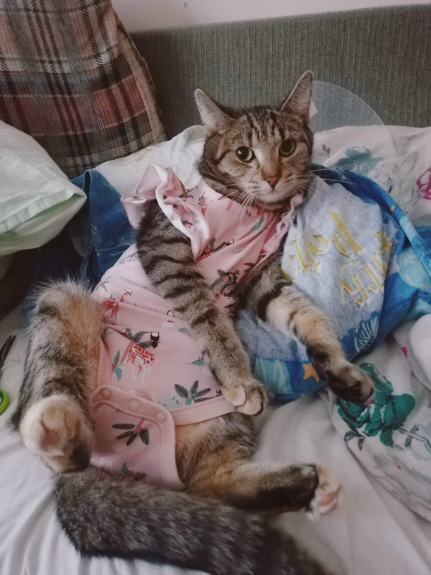 My friends cat hates the cone so a compromise was made
