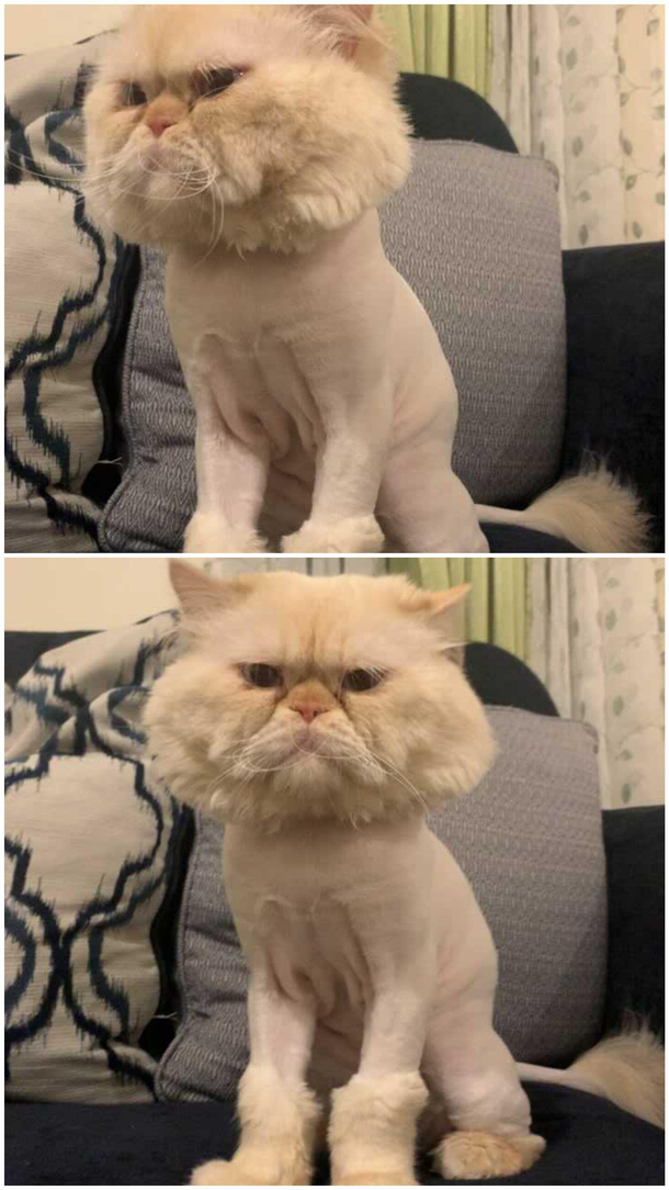 My friends cat is definitely not impressed with his new haircut