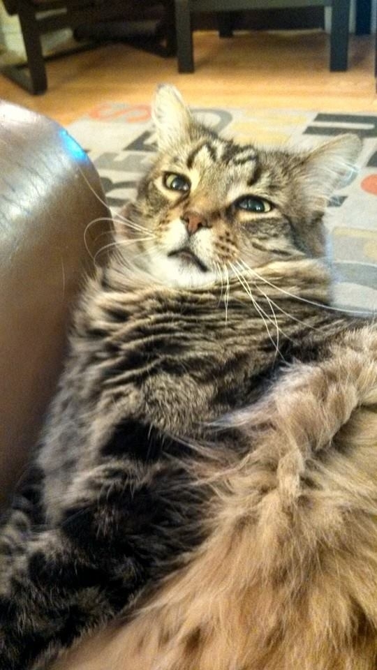 My friends cat is on  types of pain killers