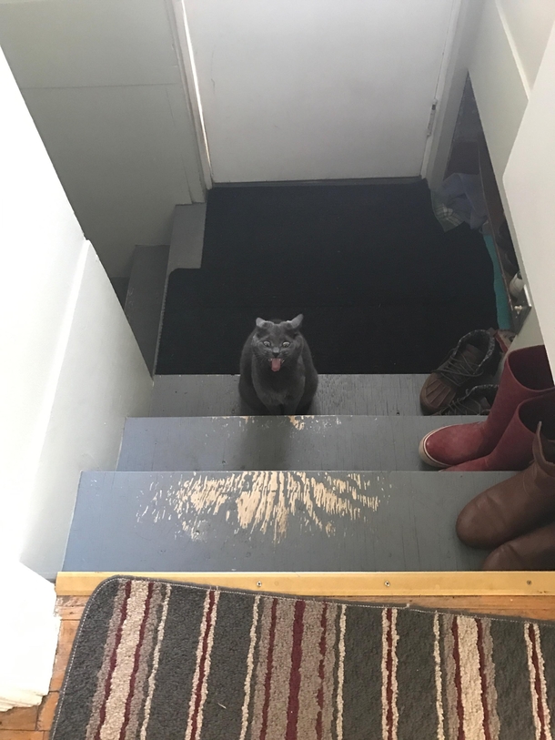 My friends cat looks like it was going to summon something when it wasnt allowed to go out