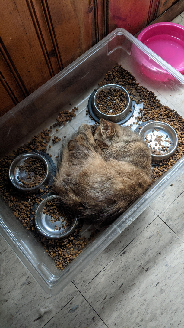 My friends cat might need to be taken in for repairs soon