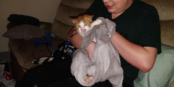 My friends cats face after a bath