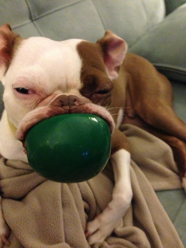 My friends dog