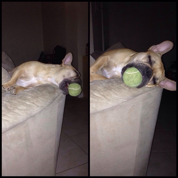 My friends dog fell asleep like this