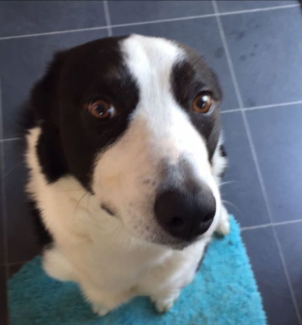 My friends dog looks like it has been caught looking at furry porn