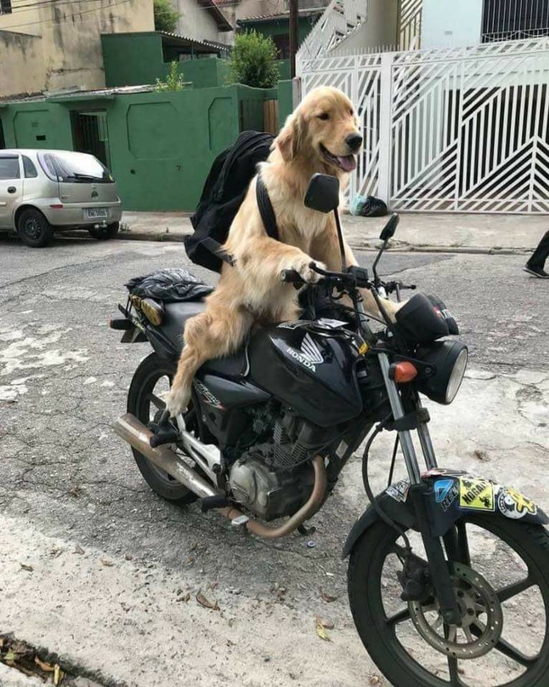 My friends dog on a motorcycle