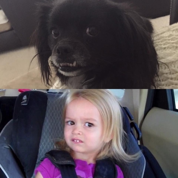 My friends dog reminded me of someone