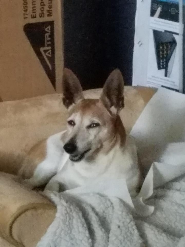 My Friends Dog Was a Little High After His Dental Procedure