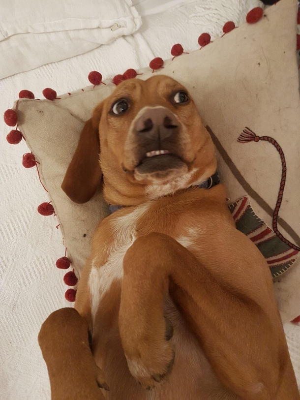 My friends dog when it heard a noise outside