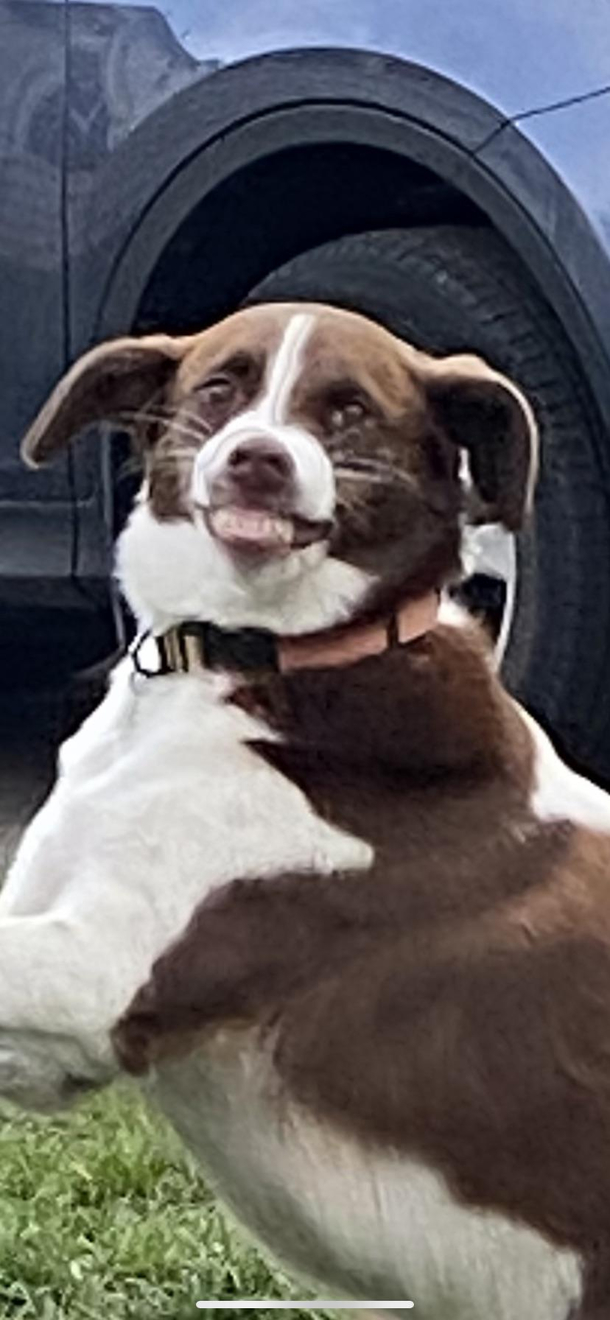 My friends dog while wresting with another dog