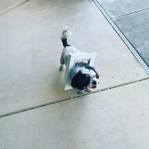 My friends doggie door was a bit too small