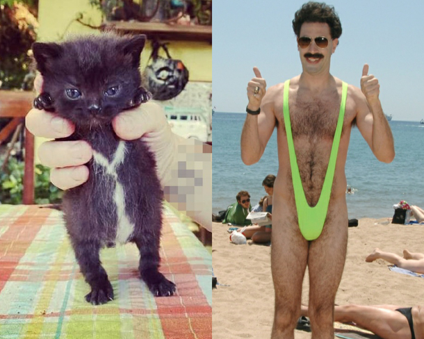 My friends foster kitten is the spitting image of Borat