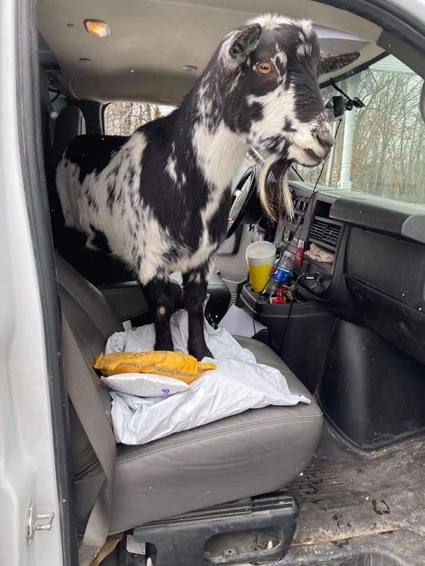 My friends goat tried to hitch a ride with their FedEx delivery guy
