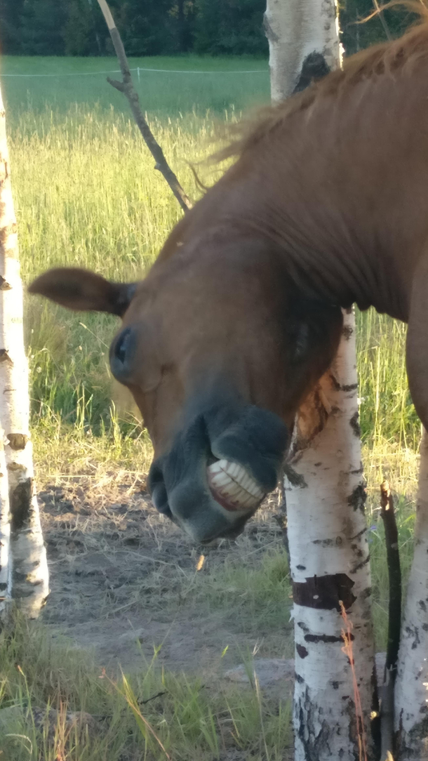 My friends horse found the right spot