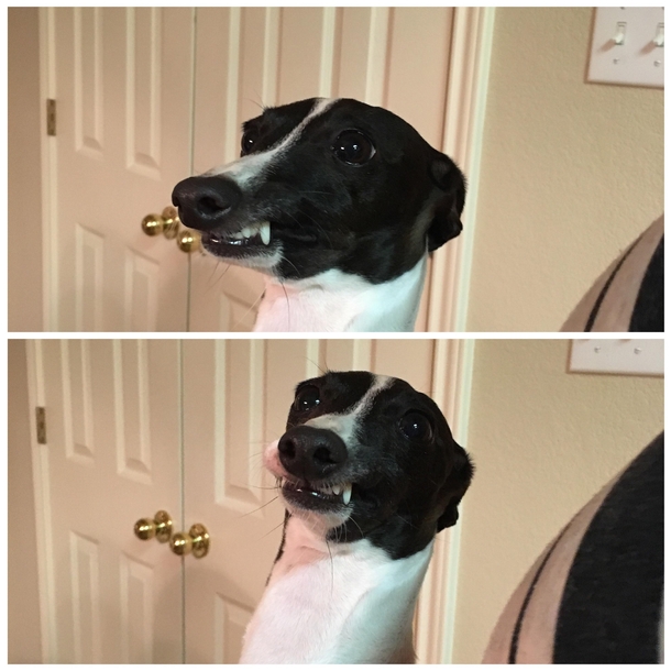 My friends Italian greyhound attempting to smile