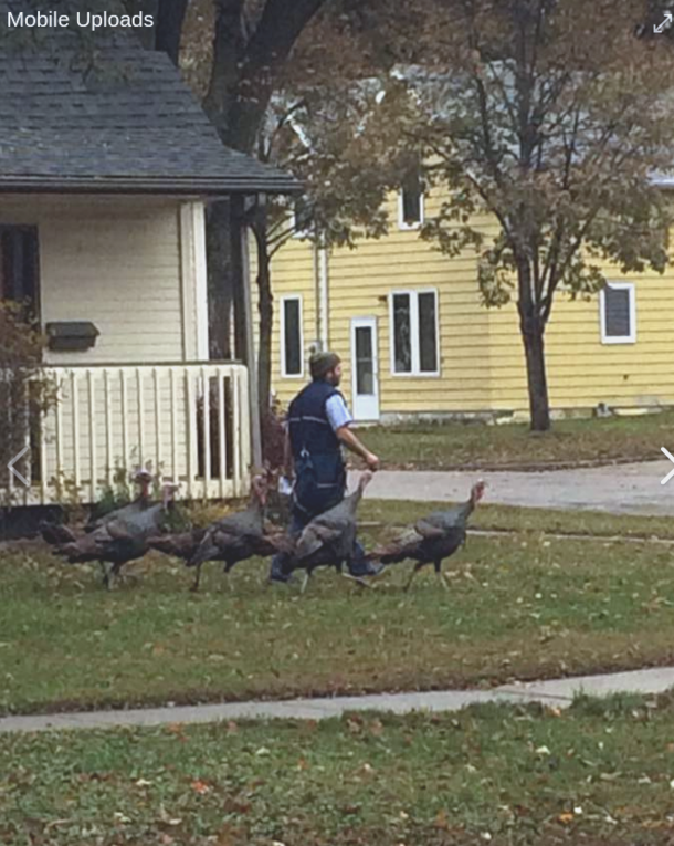 My friends neighborhood rafter of wild turkeys have taken to following the mailman around as he walks from house to house like some kind of avian pied piper