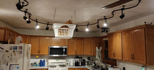 My friends wife said they need to get rid of their pot rack so he replaced it with a cat rack