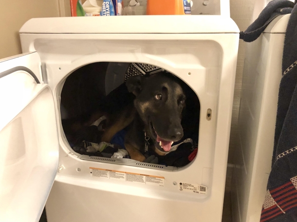 My German Shepherd dog is afraid of thunder and lightning