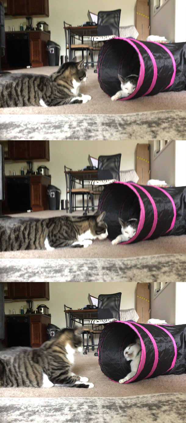 My gf and I have been trying to introduce our cats together