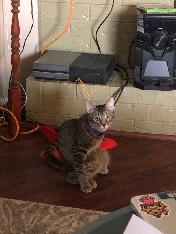 My gfs cat sitting like a freak