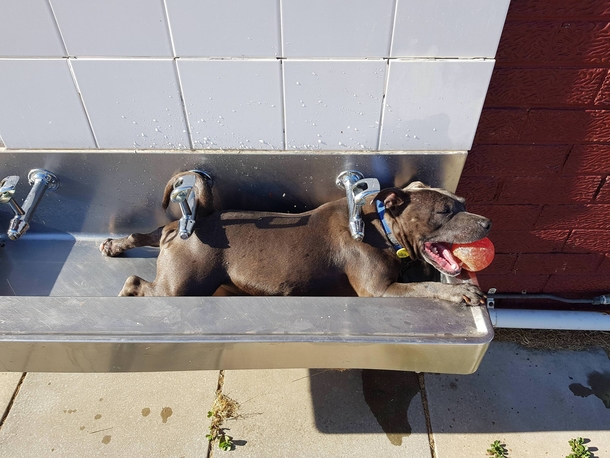 My girl decided it was too hot to keep chasing the ball and decided to take some time out in a sink