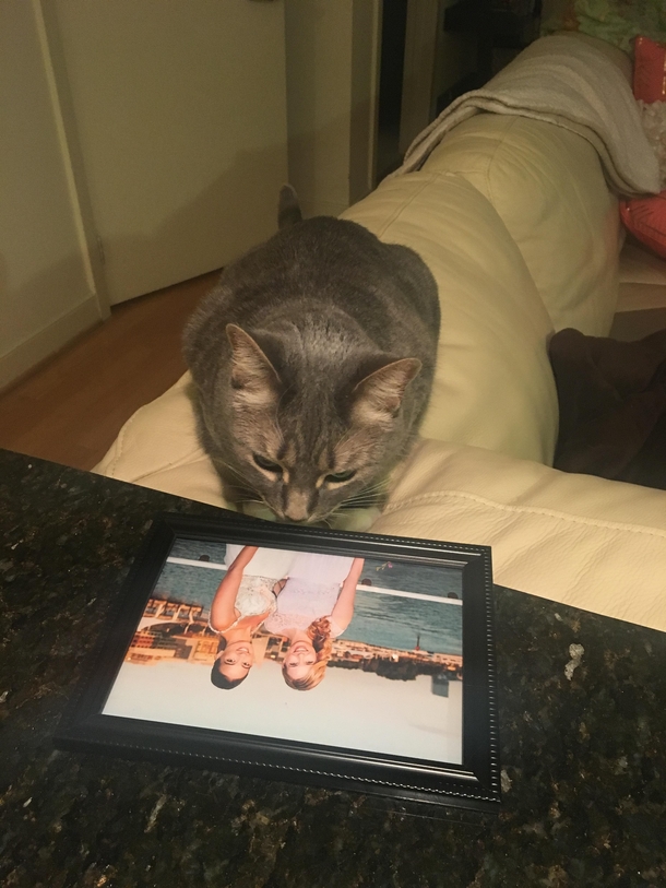 My girlfriend has been working late all week The past few nights her cat has been jealously staring at a photo of her and the coworker shes spending all her time with I think these are warning signs