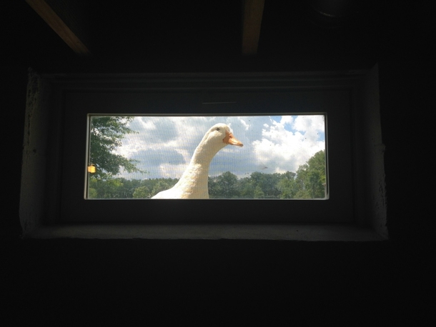 My girlfriend is visiting her uncles farm and one of the ducks wont leave her alone