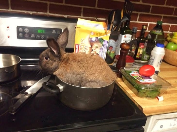 My girlfriend left her bunny with me while she was visiting her mom for Spring break She has no clue how much I like rabbit roast