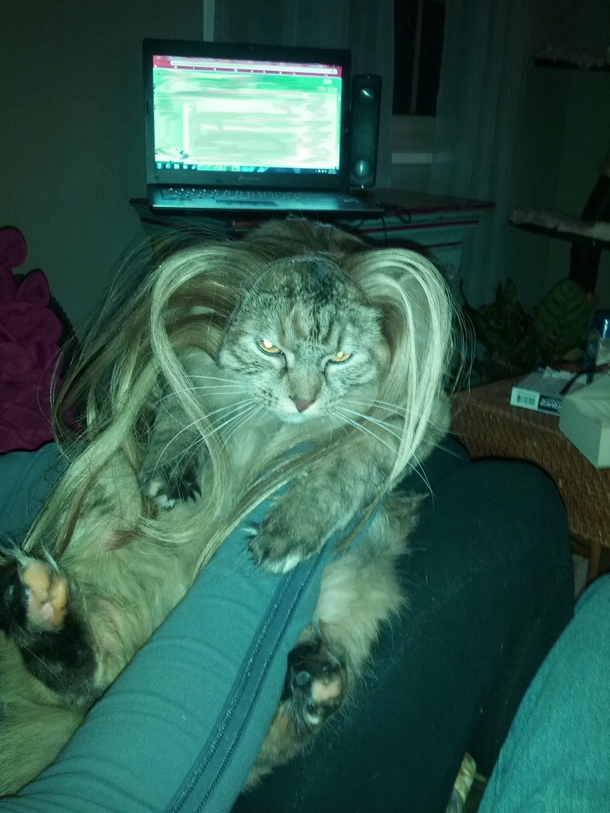 My girlfriend put her hair extensions on her cat It was less than thrilled