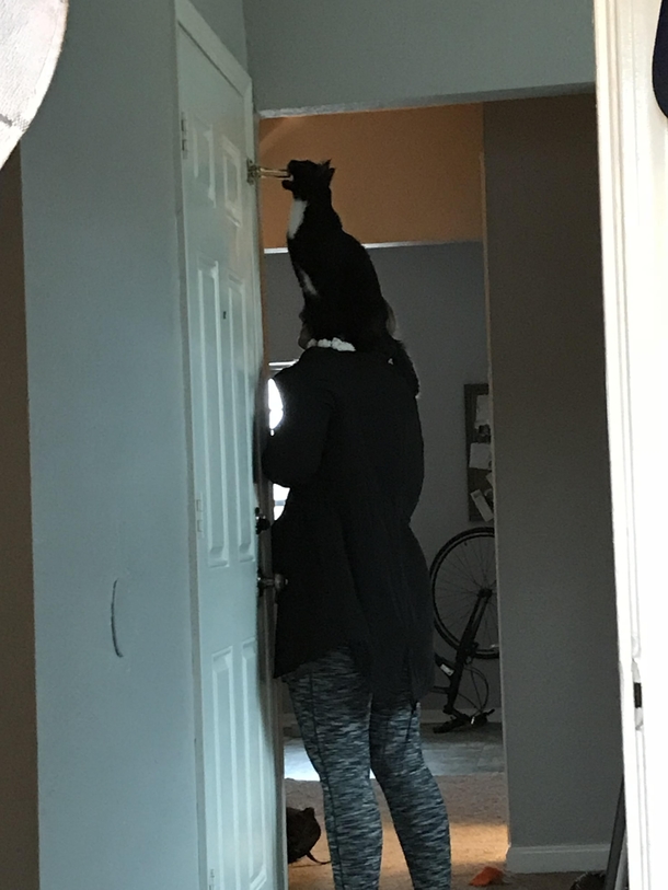 My girlfriend takes Zuko on shoulder expeditions through the house so he can examine things in high places
