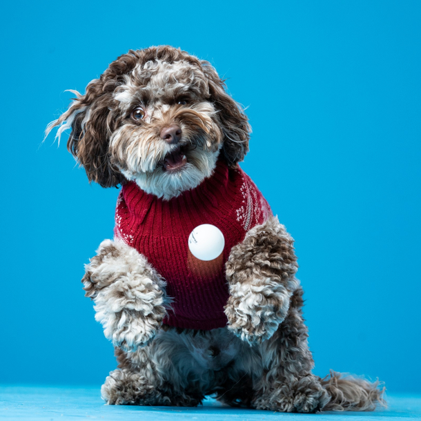 My girlfriend was very excited for the cute photos from my dogs photoshoot This is my favorite