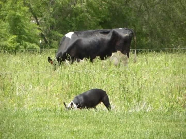 My girlfriends Boston terrier looks like this cows calf